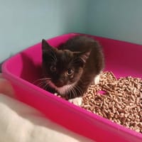 ARAGORN, chat à adopter