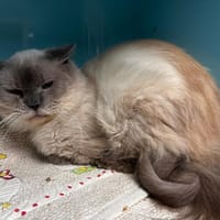 Mystère, chatte à adopter