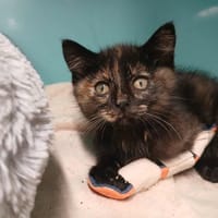 ALTHEA, chatte à adopter