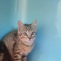 BEN, chat à adopter