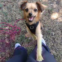 Clo, chienne à adopter