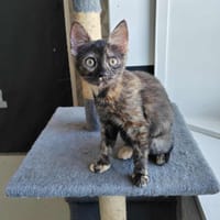 Kat, chatte à adopter