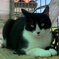 Pama, chat à adopter