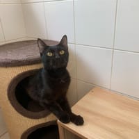 Mylord, chat à adopter