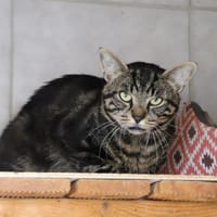 PUCE, chat à adopter