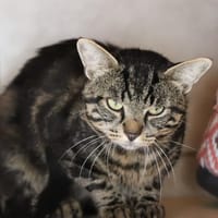 PUCE, chat à adopter