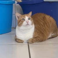 Cleo, chat à adopter