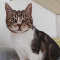 MANGUE, chatte à adopter