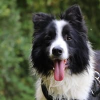 Major, chien à adopter