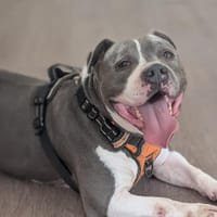 GROOT VAA, chien à adopter
