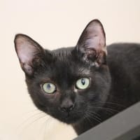VIOLETTE HAB17243, chatte à adopter