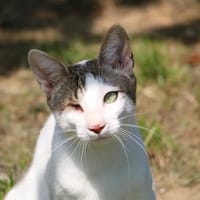 Kiki  HAB17261, chat à adopter