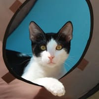 Foundi  HAB17253, chat à adopter