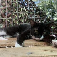 Zoombie, chatte à adopter