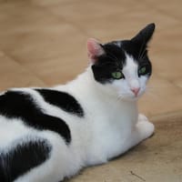CARI HAB17207, chat à adopter