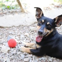 BLACKY, chien à adopter