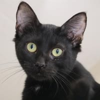 EDNA HAB17242, chatte à adopter