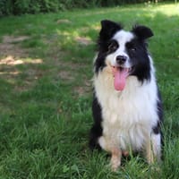 JR, chien à adopter