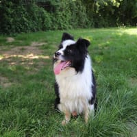 JR, chien à adopter