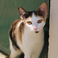 Boueni  HAB17251, chatte à adopter
