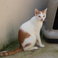 Dziani HAB17252, chat à adopter