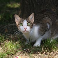 Ohana  HAB17257, chatte à adopter