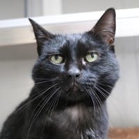 BETTY HAB17003, chatte à adopter