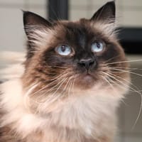 LUNA HAB17118, chatte à adopter