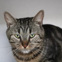 PETER HAB17163, chat à adopter
