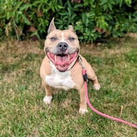 TITI, chien à adopter