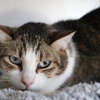 ZAZU HAB17114, chat à adopter