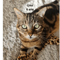 Uno, chat à adopter