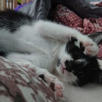 ALADIN, chat à adopter