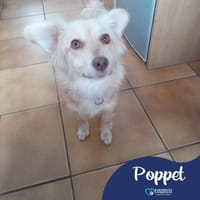 Poppet, female dog to adopt