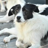 THELMA, chienne à adopter