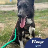 Moose, dog to adopt