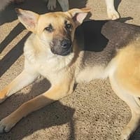 VENDY, chienne à adopter