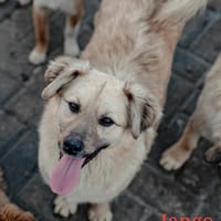 JANGO, chien à adopter