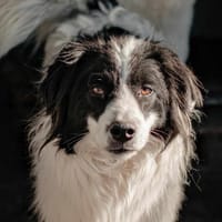 BOSCO, chien à adopter