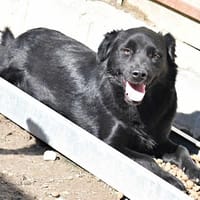 RED, chien à adopter