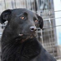 RAVEN, chien à adopter