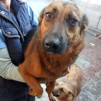 CAMILIO, chien à adopter