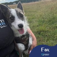 Fox, dog to adopt