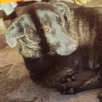 ROSY, chienne à adopter