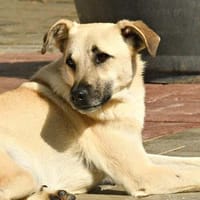 BRUNO, chien à adopter