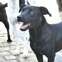 ROMEO, chien à adopter
