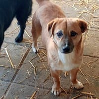 ZINO, chien à adopter