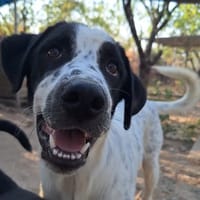 apollo, chien à adopter