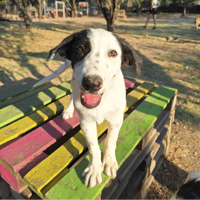 harper, chienne à adopter