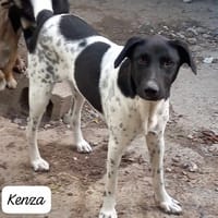 KENZA, chienne à adopter
